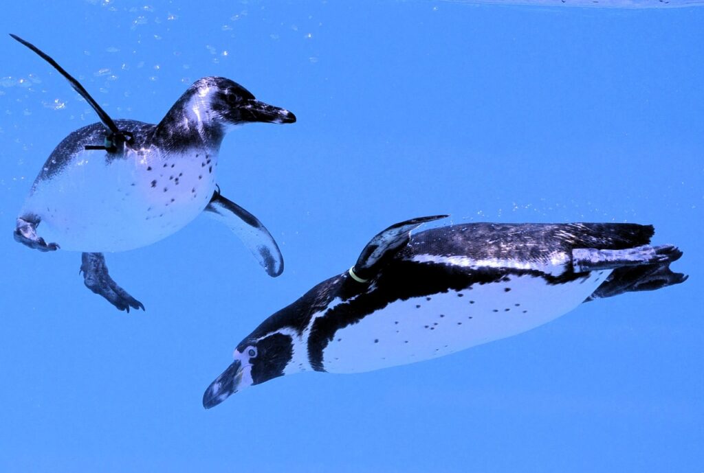 London Zoo