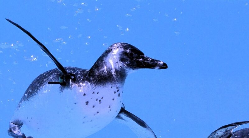 London Zoo