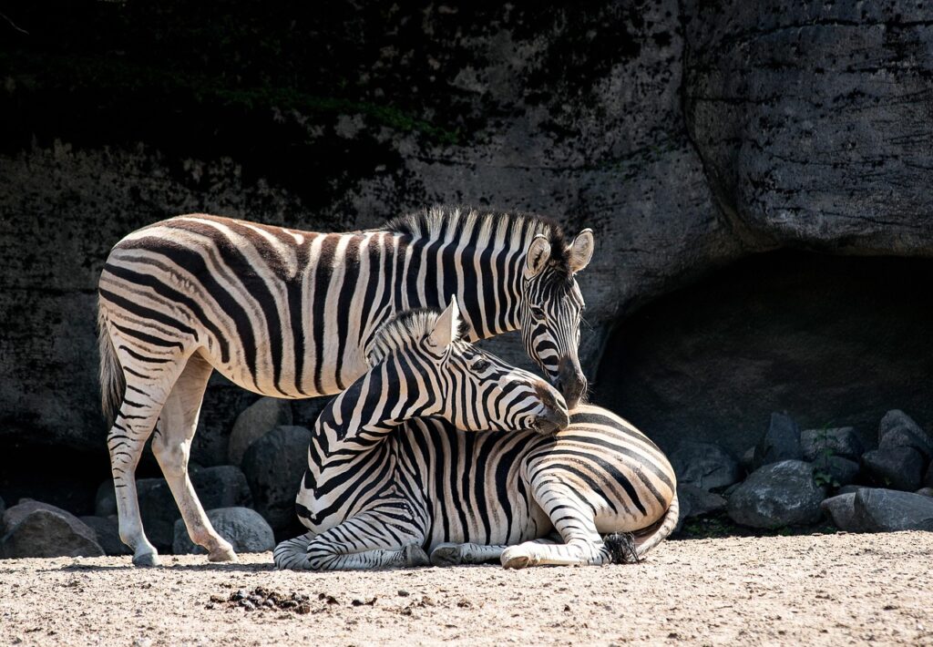 Whipsnade Zoo